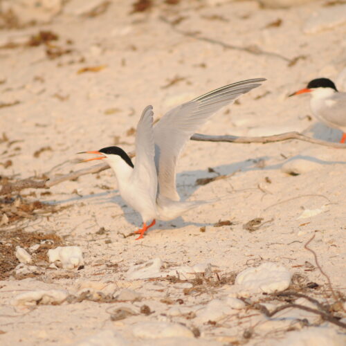 Roseate Tern