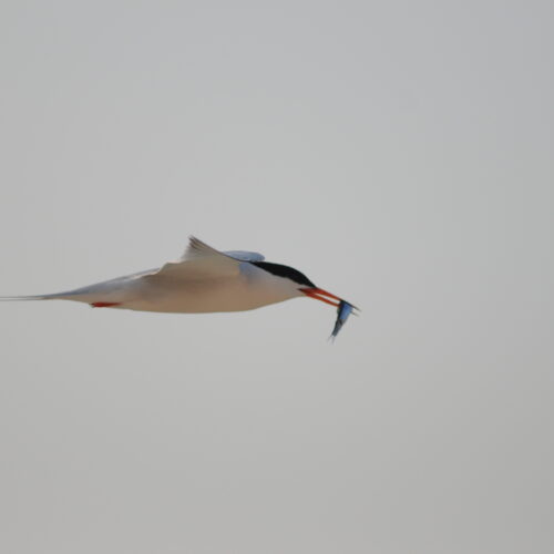 Roseate Tern