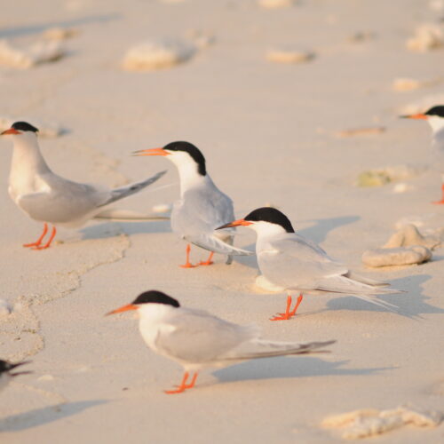 Roseate Tern