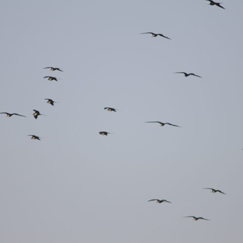 Lesser Frigatebird