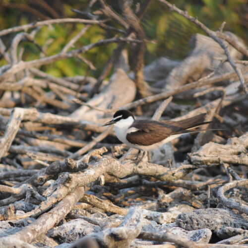 Bridled Tern