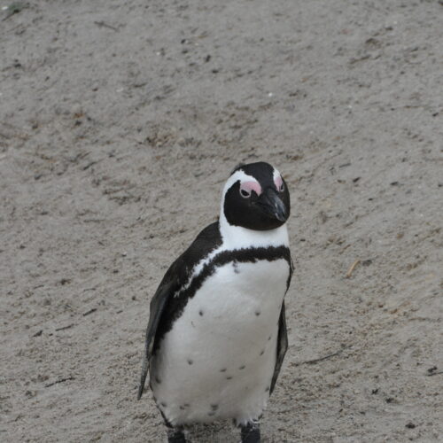 Jackass Penguin