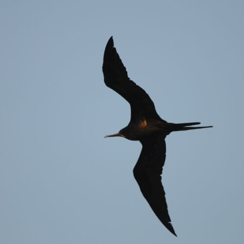 Lesser Frigatebird