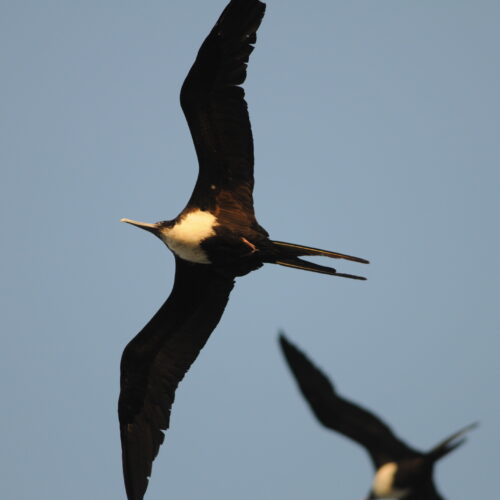 Lesser Frigatebird