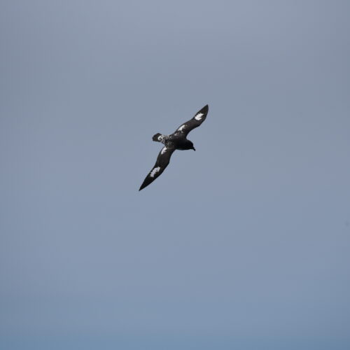 Cape Petrel