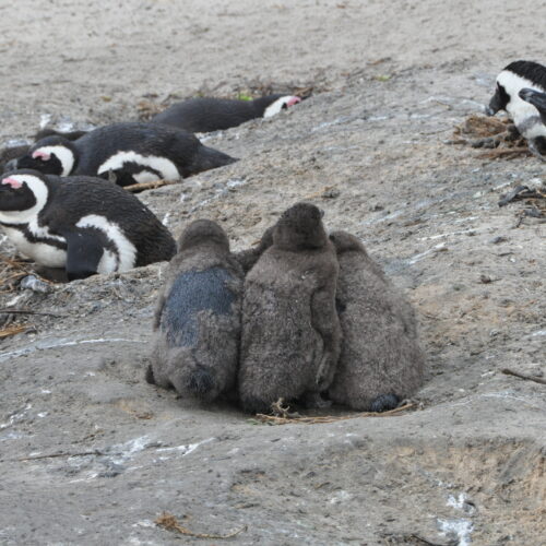 Jackass Penguin