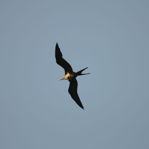 Lesser Frigatebird