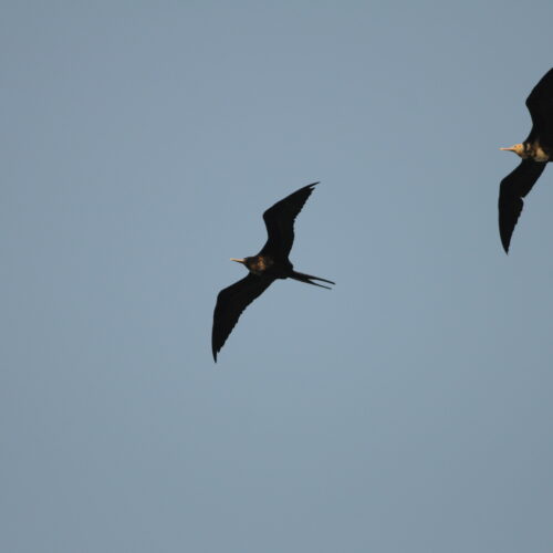 Lesser Frigatebird