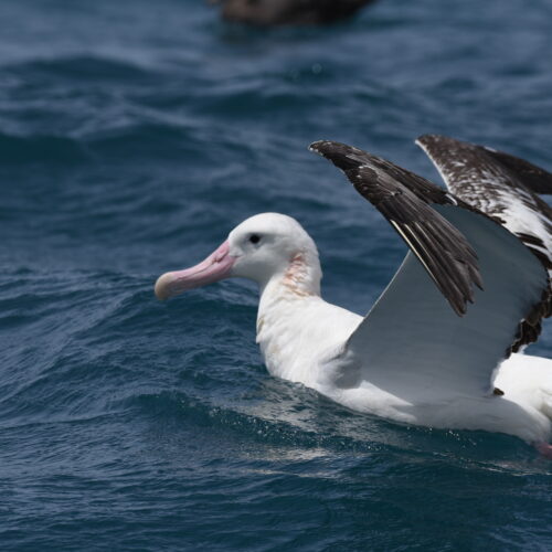 Gibson's Albatross