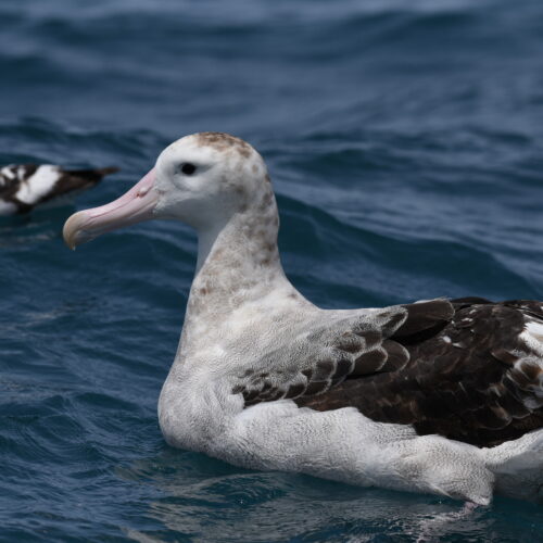 Antipodean Albatross