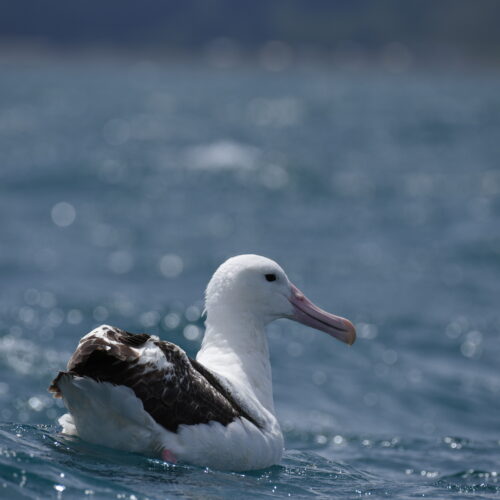 Southern Royal Albatross