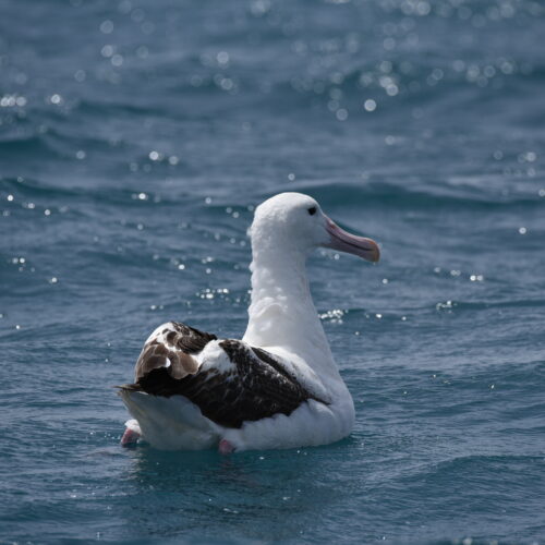 Southern Royal Albatross