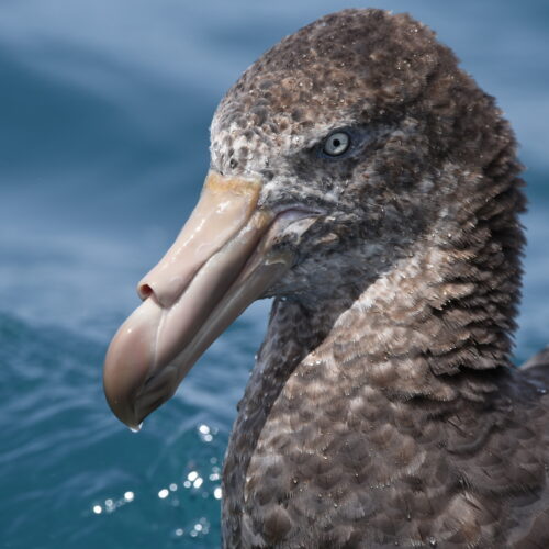 Northern Giant Petrel