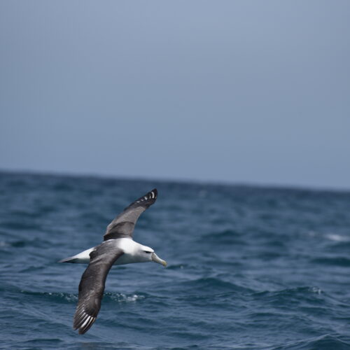 New Zealand White-Capped Albatross