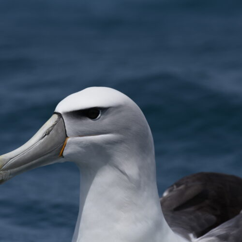 New Zealand White-Capped Albatross