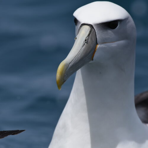 New Zealand White-Capped Albatross