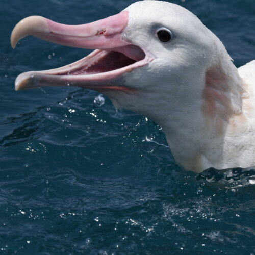 Gibson's Albatross