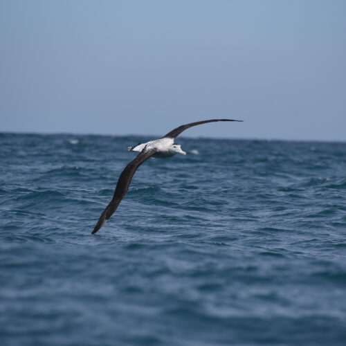 Antipodean Albatross