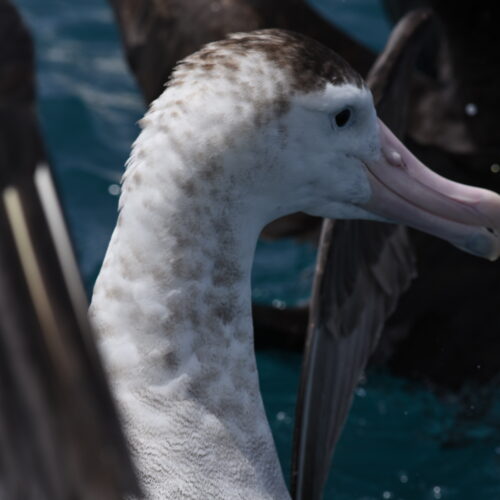 Antipodean Albatross