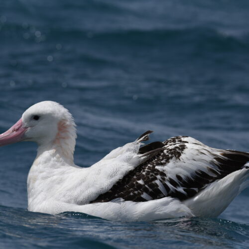 Gibson's Albatross