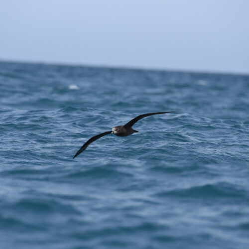 Grey-faced Petrel