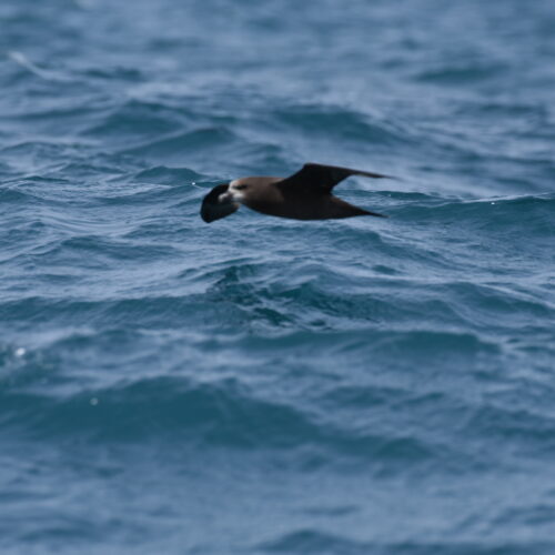 Grey-faced Petrel