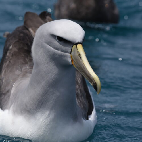 Salvin's Albatross