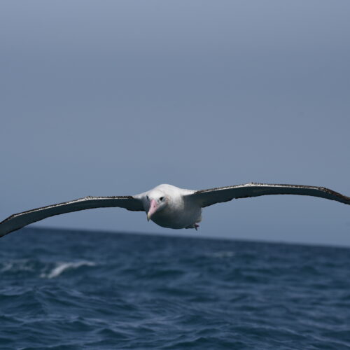 Gibson's Albatross