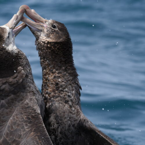 Northern Giant Petrel