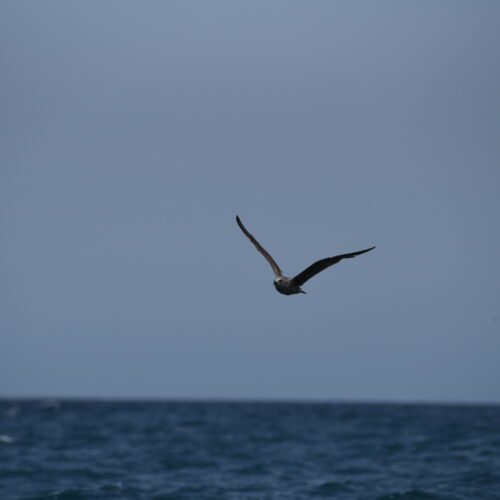 Grey-faced Petrel