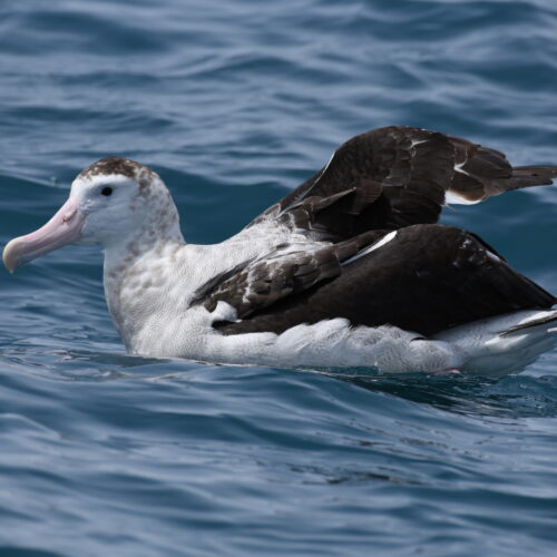 Antipodean Albatross