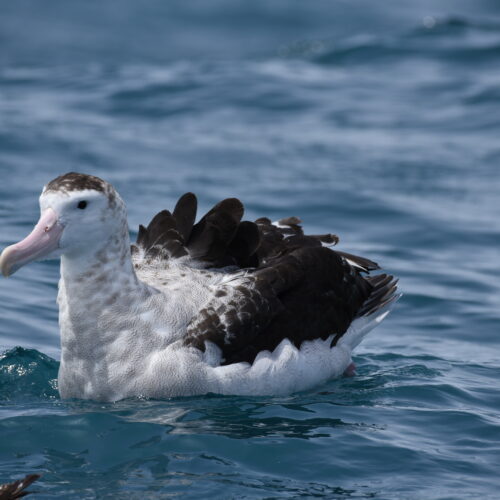 Antipodean Albatross