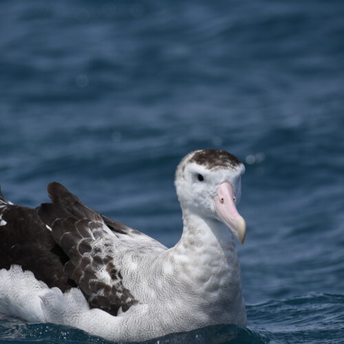 Antipodean Albatross