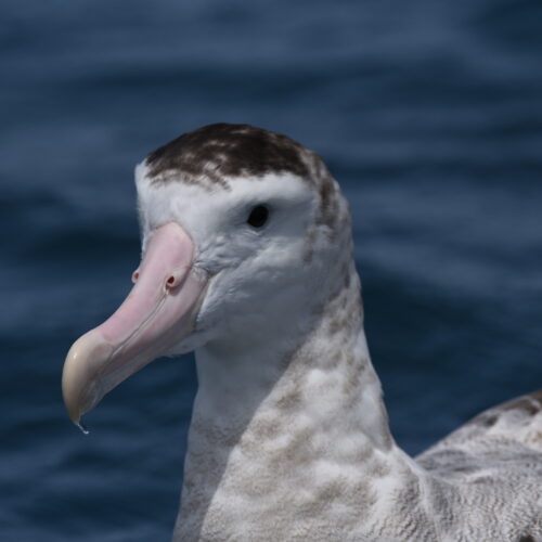 Antipodean  Albatross