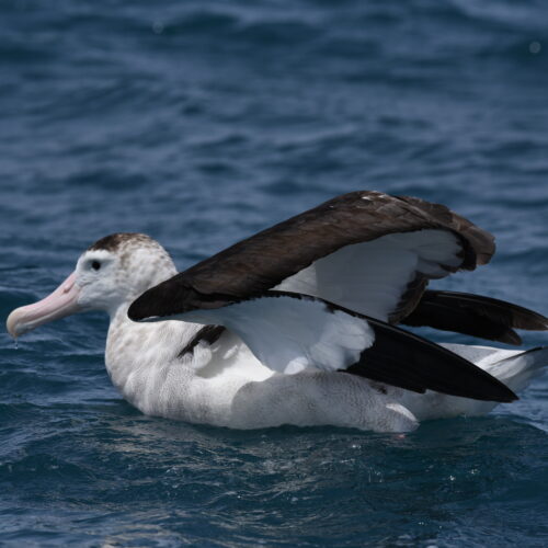 Antipodean Albatross