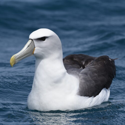 New Zealand White-Capped Albatross