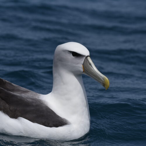 New Zealand White-Capped Albatross