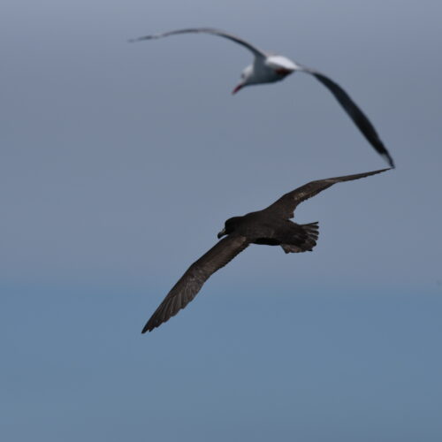 Westland Petrel