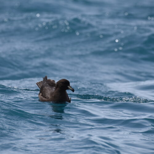 Westland Petrel