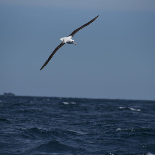 Northern Royal Albatross