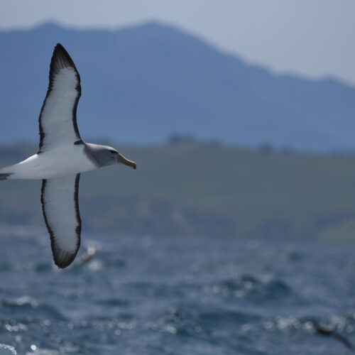 Salvin's Albatross