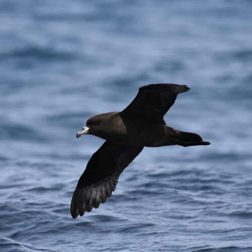 Westland Petrel