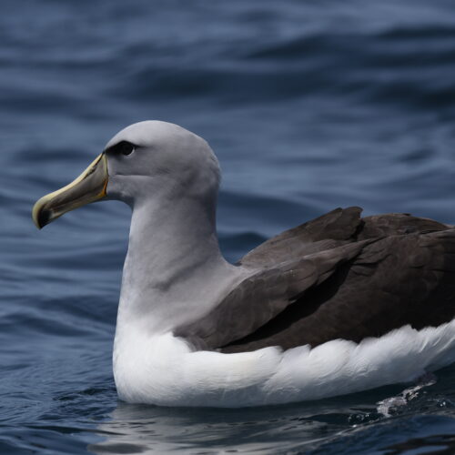 Salvin's Albatross