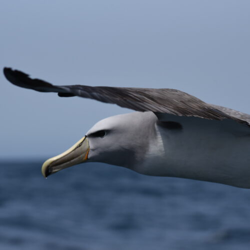 Salvin's Albatross