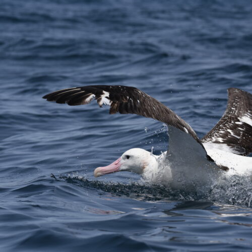 Gibson's Albatross