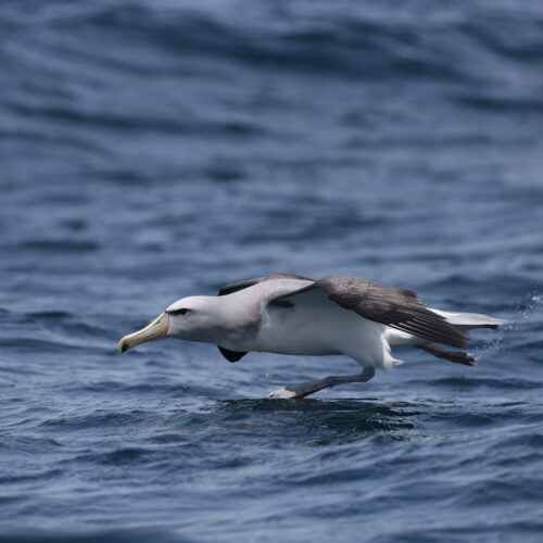 Salvin's Albatross