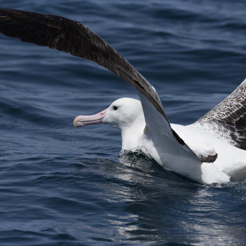 Southern Royal Albatross