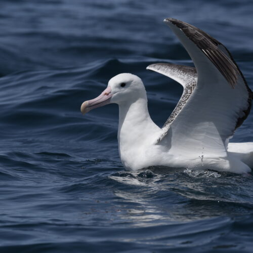 Southern Royal Albatross