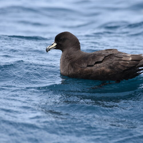 Westland Petrel