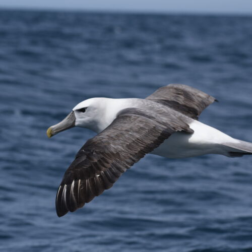 New Zealand White-Capped Albatross